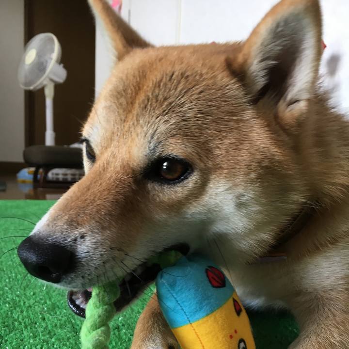 F526c55c c2c3 4b5a 9168 ba2e8aaca86f