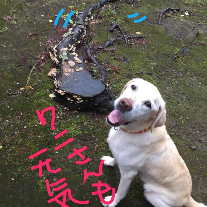 F5281374 26ae 41dd a360 6eb481cae354