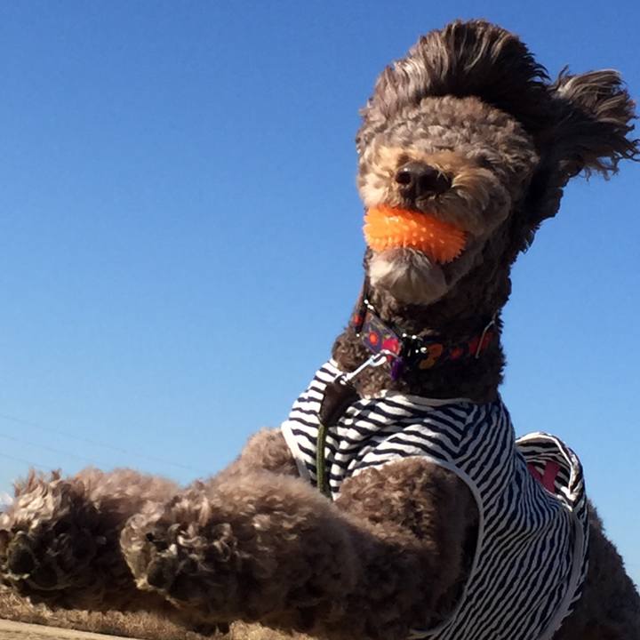 F529b86d 8945 4242 b6e8 163a76c60dea