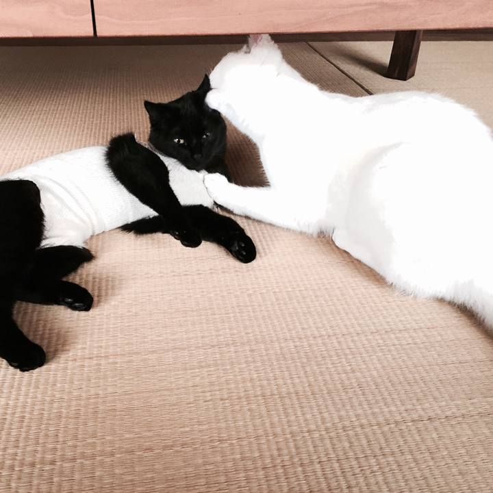 F55c5650 fdb1 4fa3 b49a 26b67dabbd23