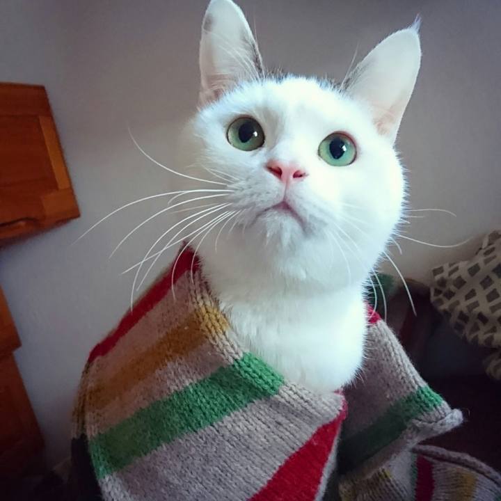 F5941310 16b0 4b37 806b 1134aca86f46