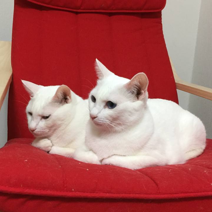 F5c1e652 d15d 409f a80c 325895ad0cb7