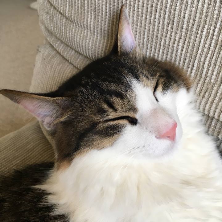 F5cd359a 2931 4b8b 8945 2ad9698042b4