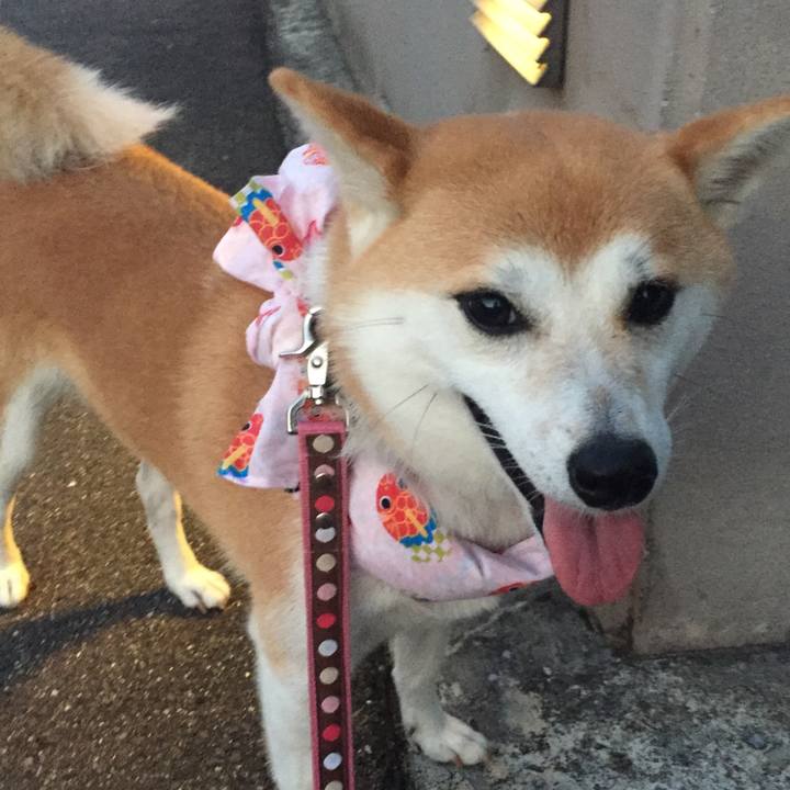 F5cf4103 3809 420a a702 cf844560744f