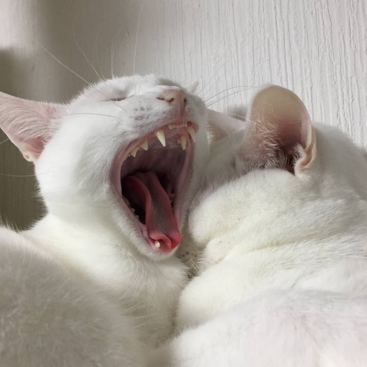 F5e54803 1277 4bcb b8e5 c0ce5195448e