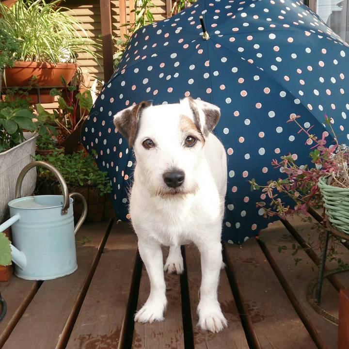 F5e6d872 e071 493a a7dd f4a61353af21