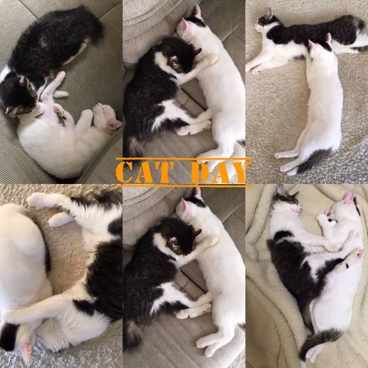 F6437360 5dad 4780 85bc 962c74388be7