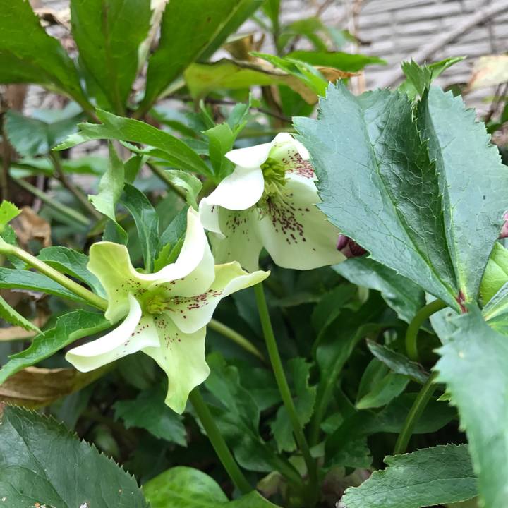 F644cd3c 2861 4655 85d7 273e49aceca5