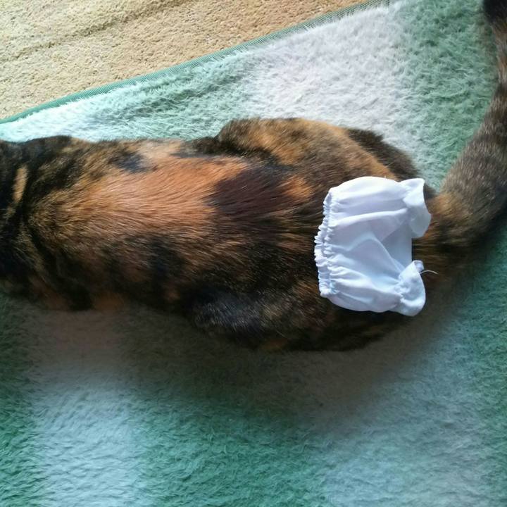 F68a05da 02c2 4ca3 922f e8aa9f93e894