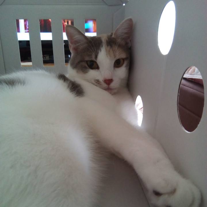 F6968230 15c2 4b74 bdae cc9a325295fc