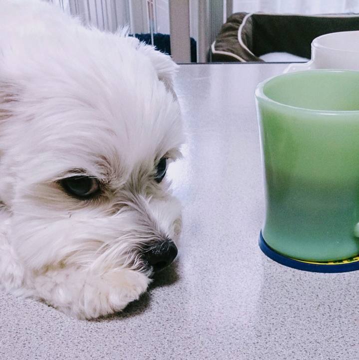 F6ae4c5f 77fc 4a9f b81e 280cf6bc1a10