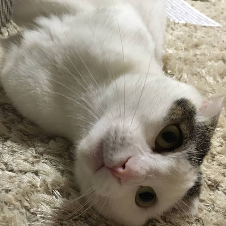 F6d2a9e6 f5bb 4455 abc1 ca3cb2f90478