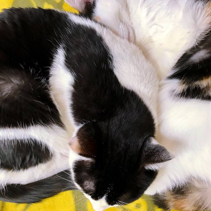 F6d8a36b f325 4845 abc0 ddb6bab20721