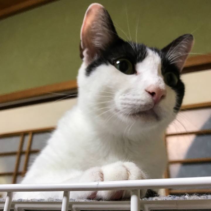 F6d96c8b e494 4971 9912 4ae97f4a4bb6