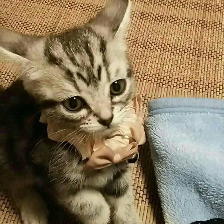 F6e8f8f7 529b 4b54 b1f4 e4400f814532