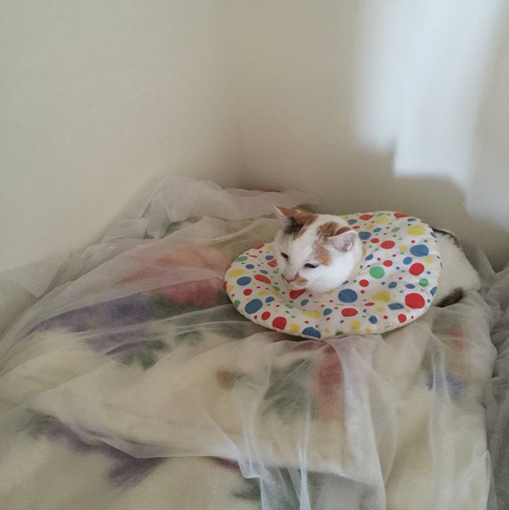 F6ed8ff9 17d7 425a a8f1 898ca4aedce5