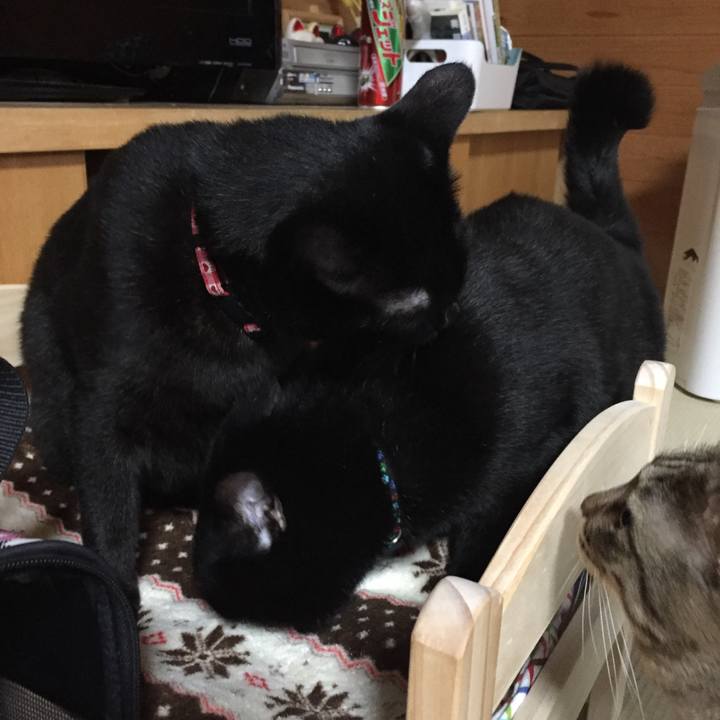 F6f09a6a 907c 4ed6 81a0 2d9b1512edf0