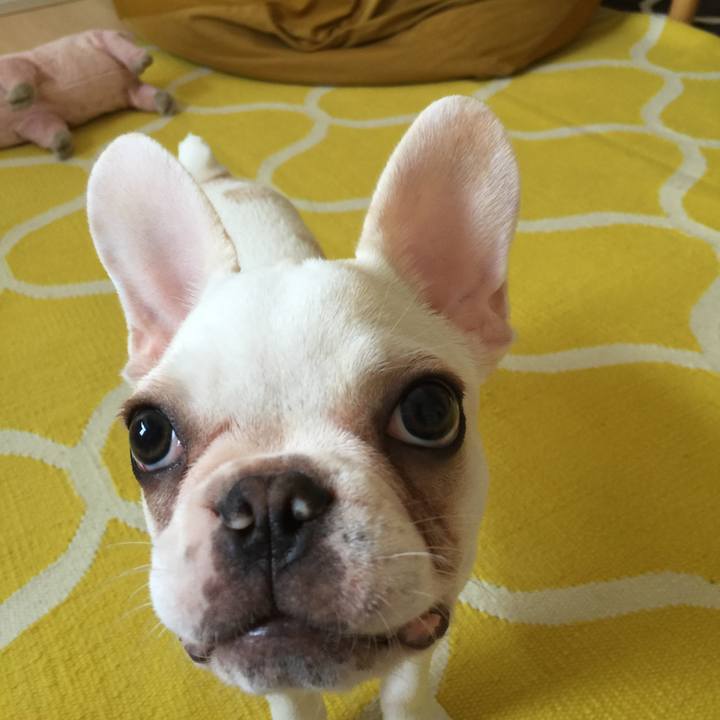 F6fdde98 cfb3 4433 9f0e f320cf95260c