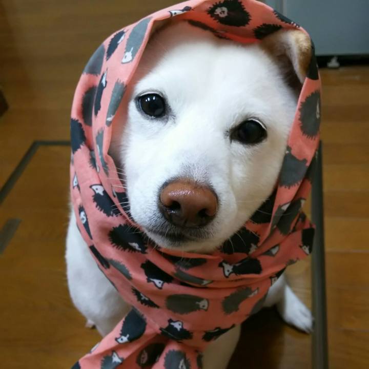 F72082ed 890f 4edf 9c8c 9fc250742812