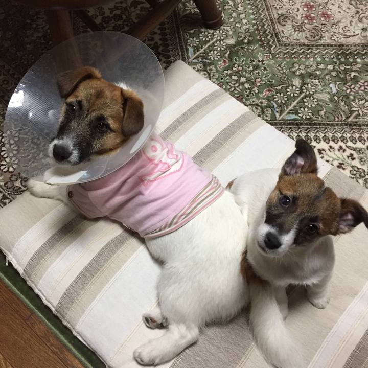 F7368fca 2d3a 4c53 b0f4 f68f4ed0a1bd