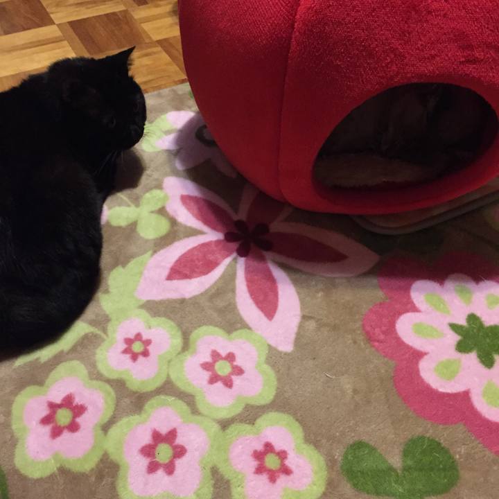 F7459069 0beb 4967 9f24 3decfad1fe51