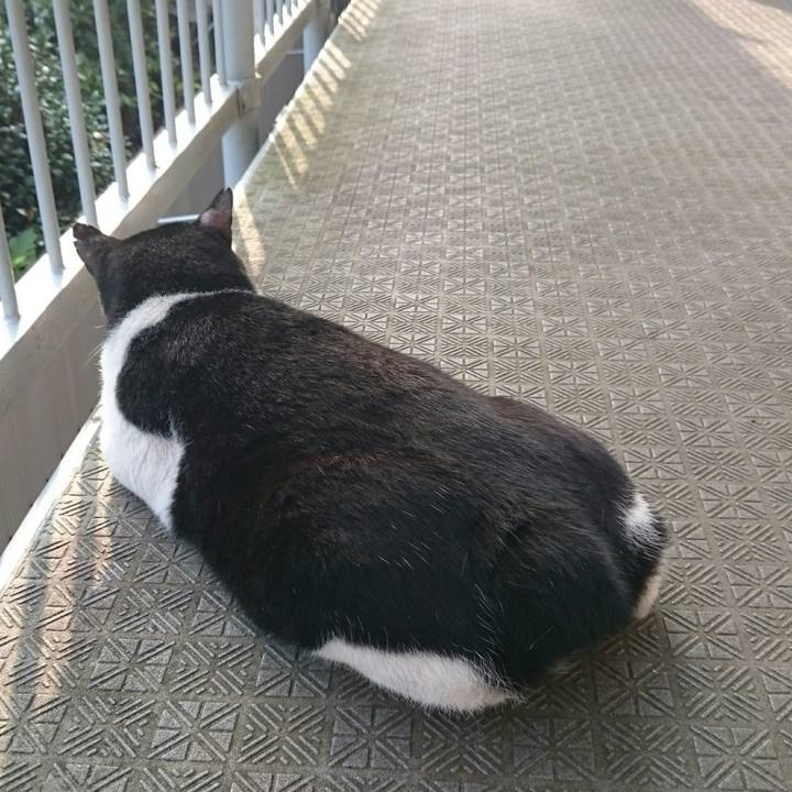 F76ad8f4 7a51 4e85 a255 c0cfb8938804