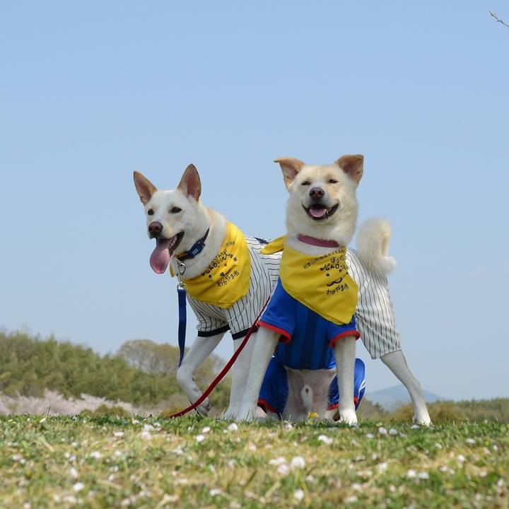 F76d063e d117 4de8 bd44 4b206406bc10