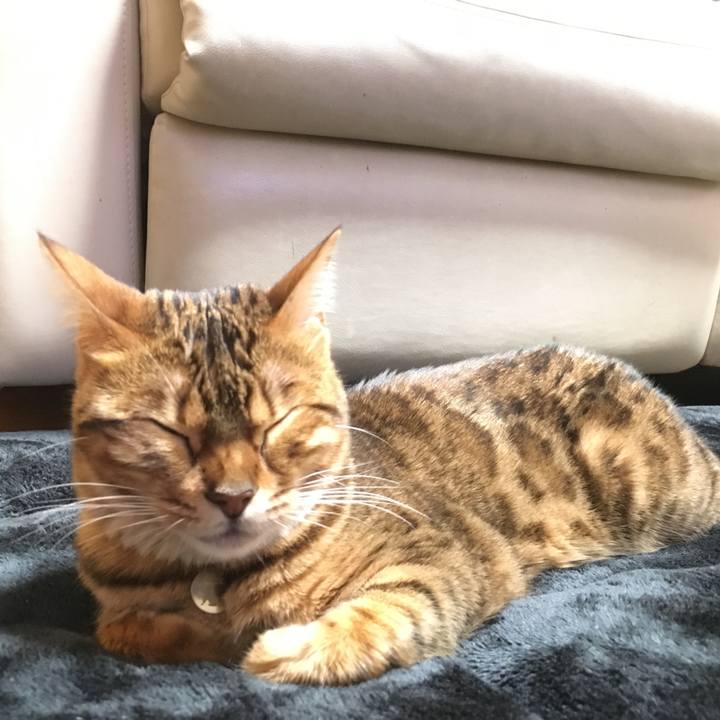 F78da8bf 6f7f 4ae0 bb97 bf0592078195