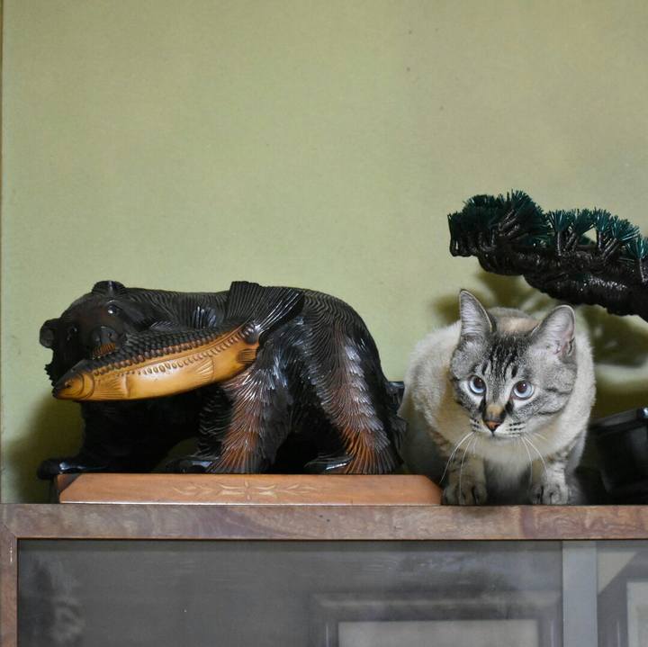 F78f8802 7277 4d3b bc54 6bb6ffcaca09