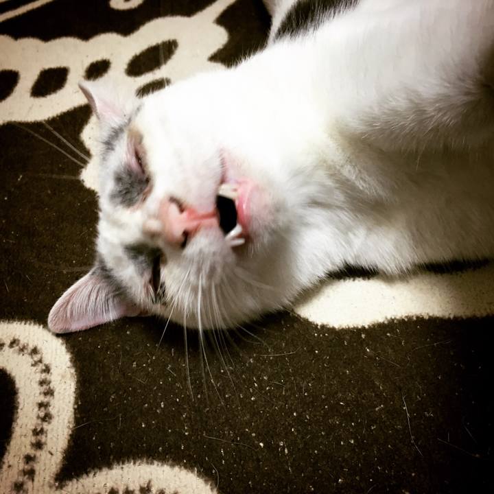 F7af632e b68b 43f0 9800 b20dbee21d0e