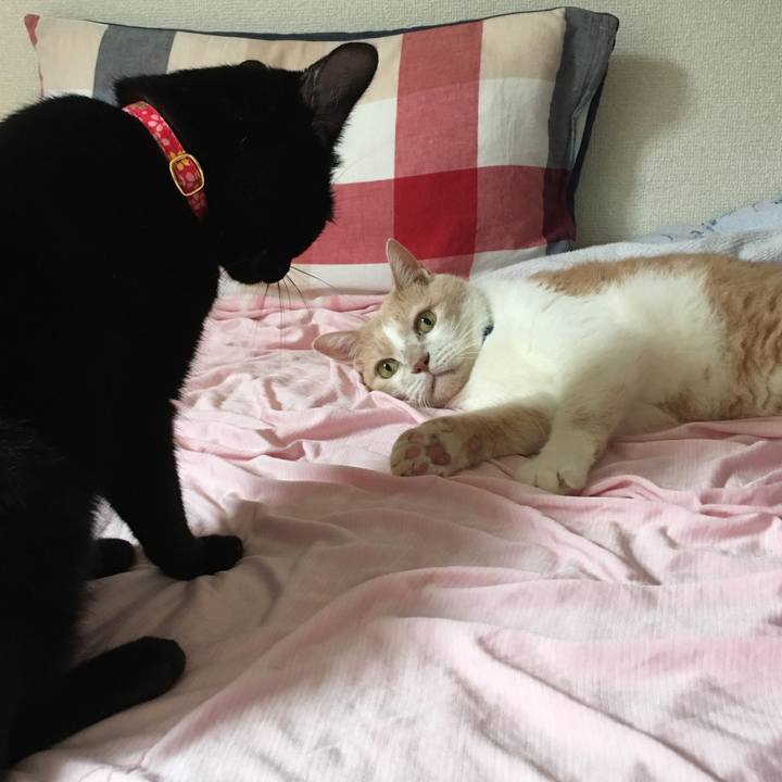 F7b3b4dd 6702 46f3 96f1 dfb8387e2bc3