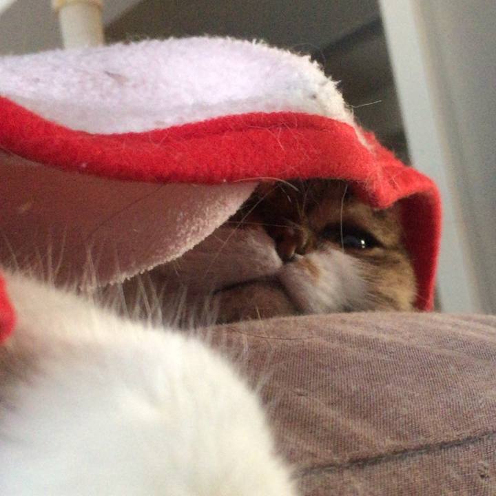 F7b5380e 2ed8 4865 866f cd0f4f1d5a16