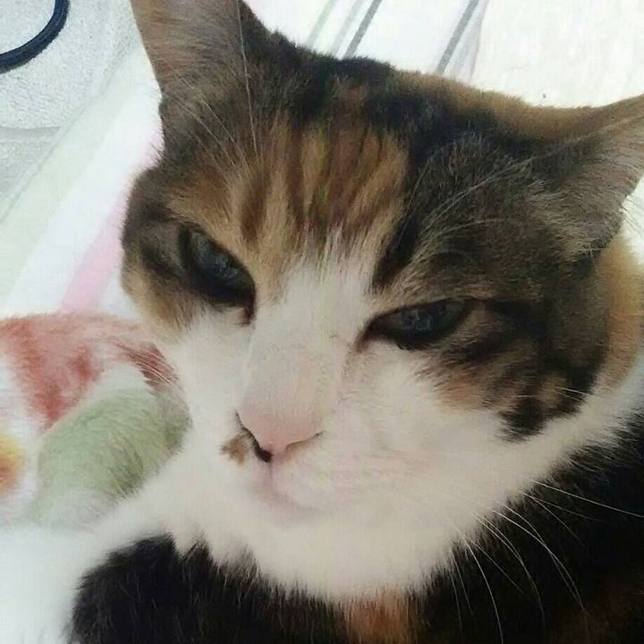 F7c0de27 fd40 4ac2 a528 a41f17c07539