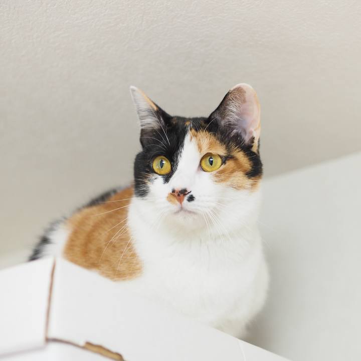 F7f4fe6b 0327 4a14 8e08 53b6fb1b3833