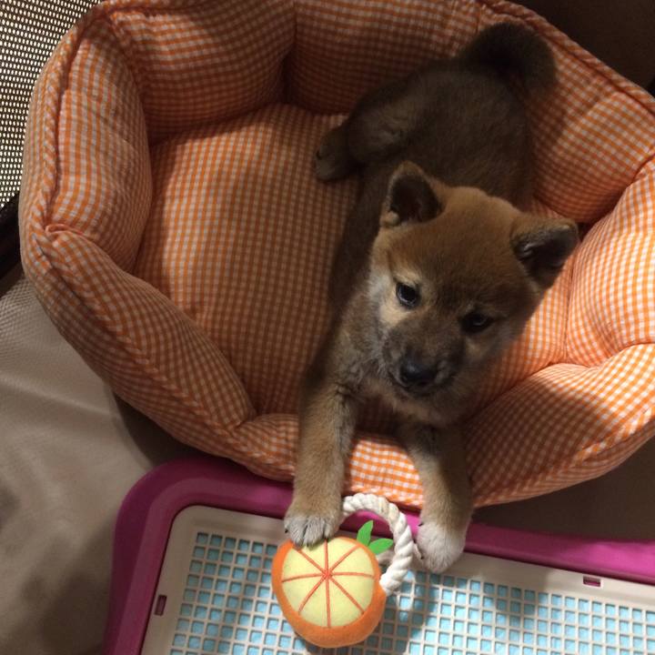 F7f61c52 80c5 4a1d 811d 93715ffe785a