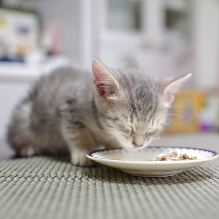 F80f6a7a 2a5a 4f3a b63d dd29e98fa9e0