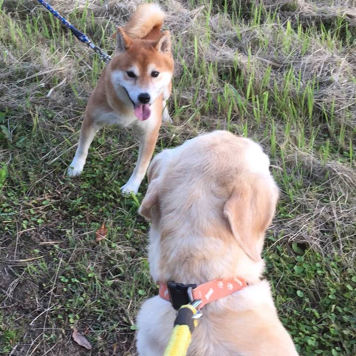 F81a2b92 e96d 45d0 a37d 918b259f77eb