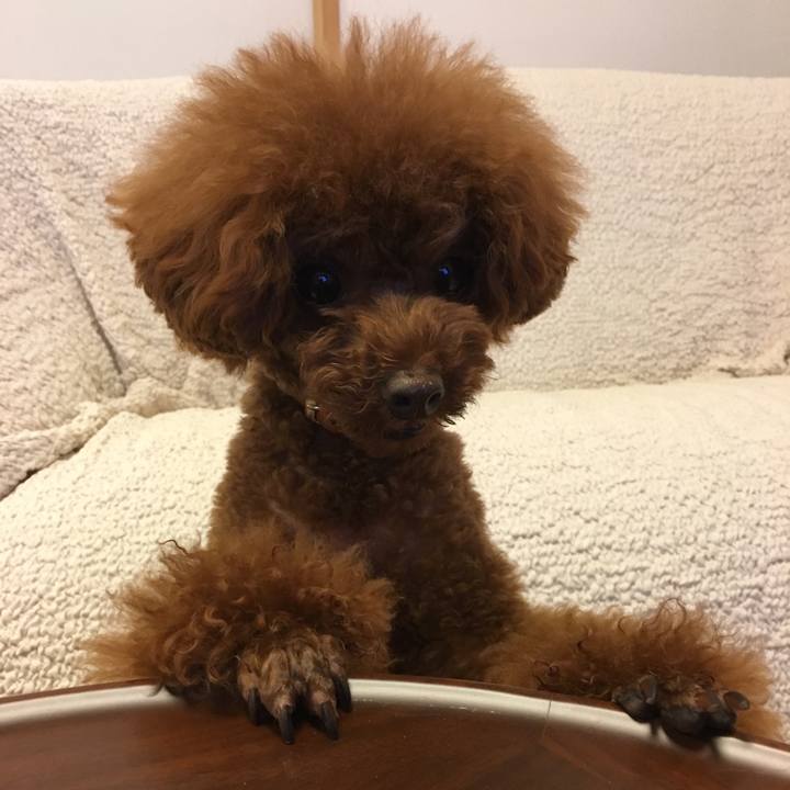 F8546c95 1550 413b 9385 dae45686f516