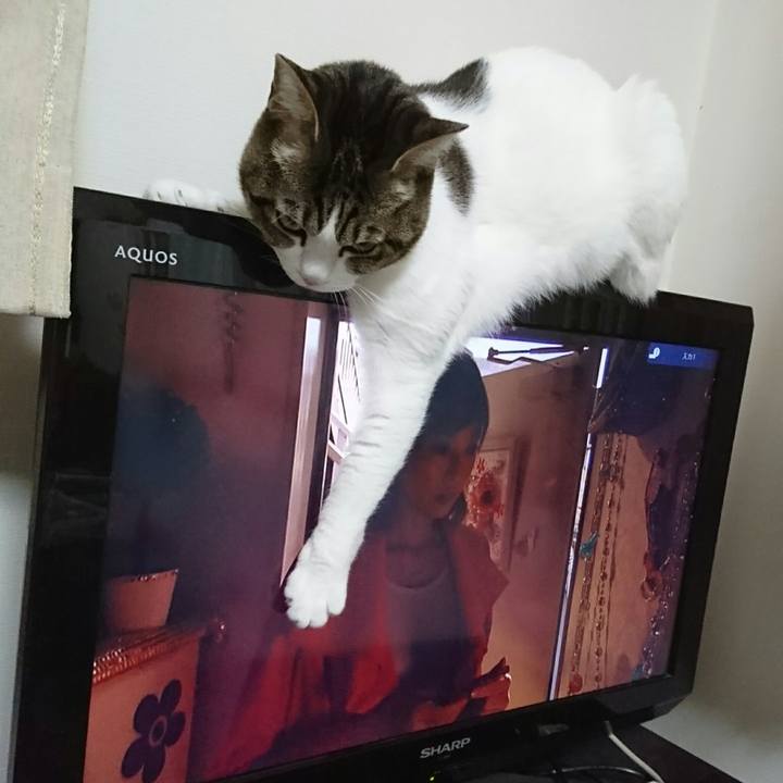 F86ad986 2865 4c3f 82e9 fdfc541c3b9a