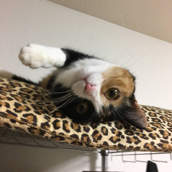 F873c88d 4d84 4c2c 90f5 9f6d22a9cb95