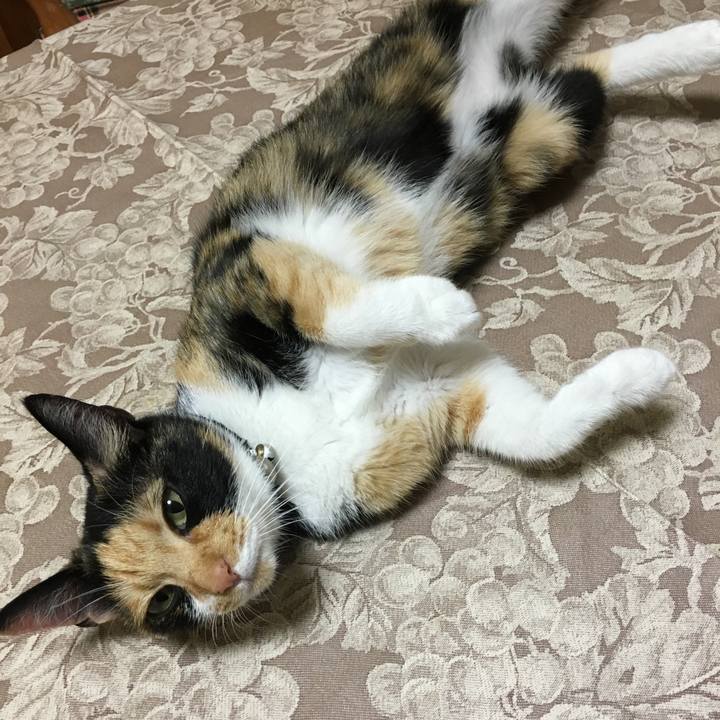 F87aa1c5 ce34 4029 b6a3 0f68cc3cce96