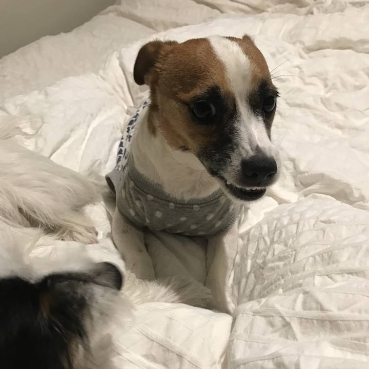 F8950f03 67e0 487f b815 3d27e0f1cb09