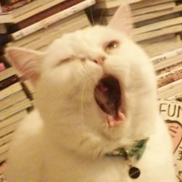 F8b343a7 d21a 47f1 a026 e586c4bda3cb