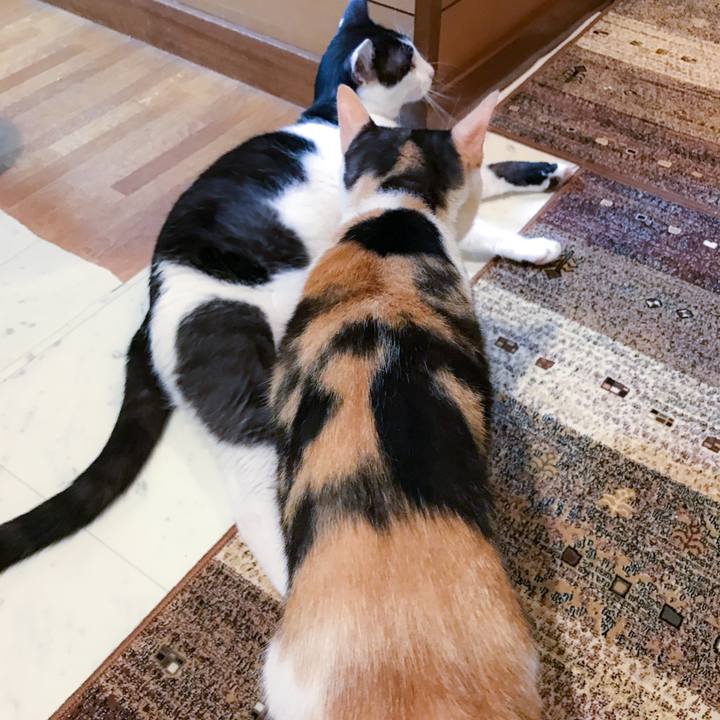 F8c55d11 cff6 4081 ad3f e2f311d71a69