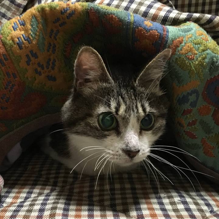 F8c5b1bb 4848 4063 b1a2 672955a80e73