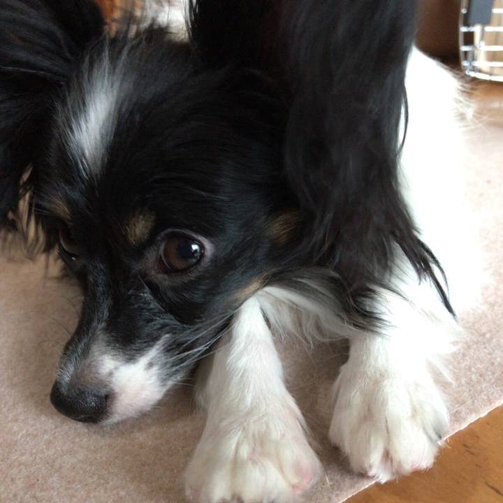 F8c8c53a 3317 4b38 9072 c3de578087da