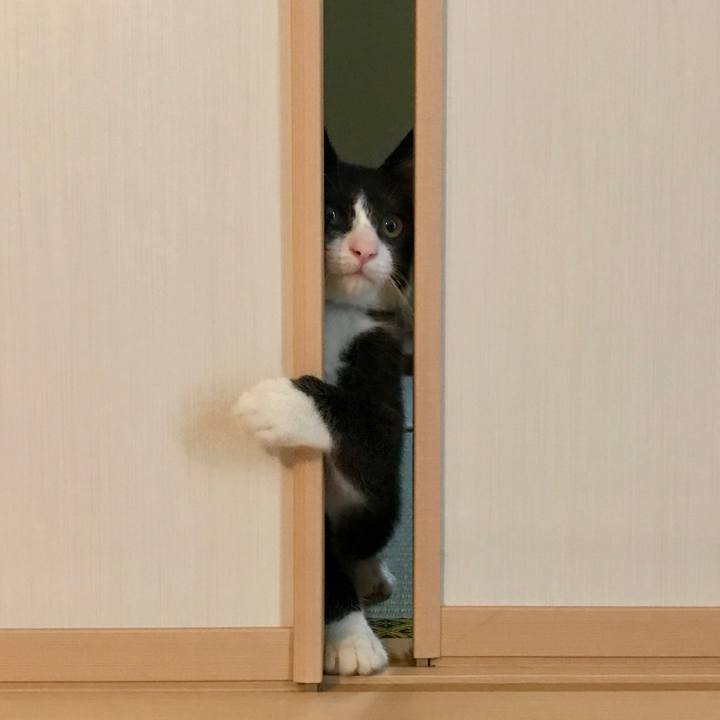 F8cac77d ea41 4b1f adf1 ccf7ceb8bf0c