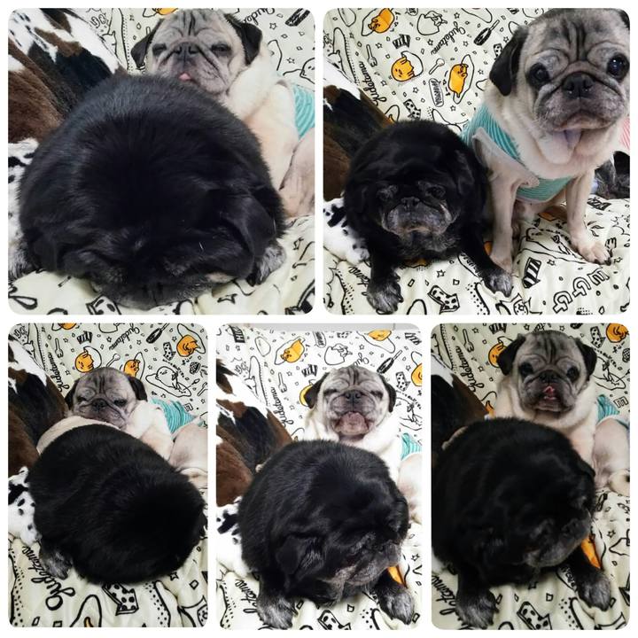 F8d49a2b 22d7 40c0 918f c22f87b1875d