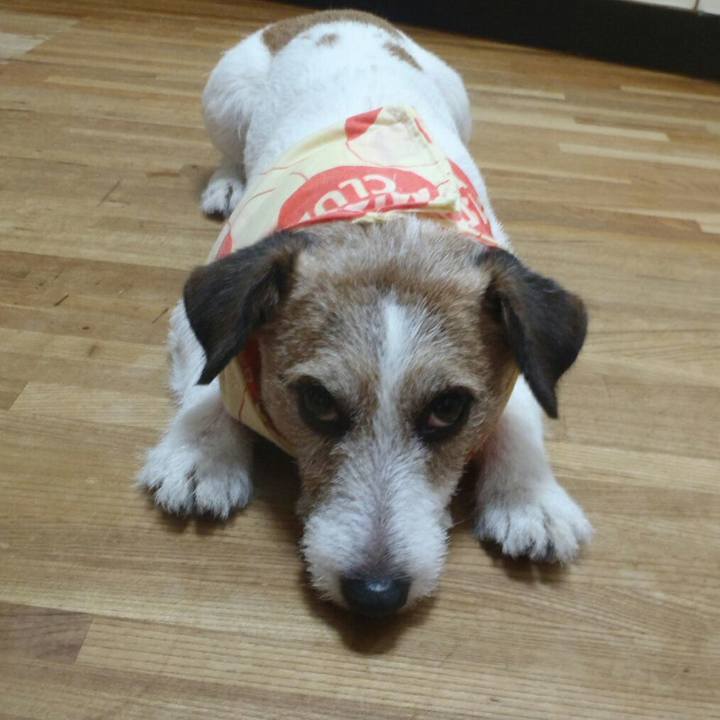 F8dc6f53 85f8 44de a4bb 8c4945fc68bc