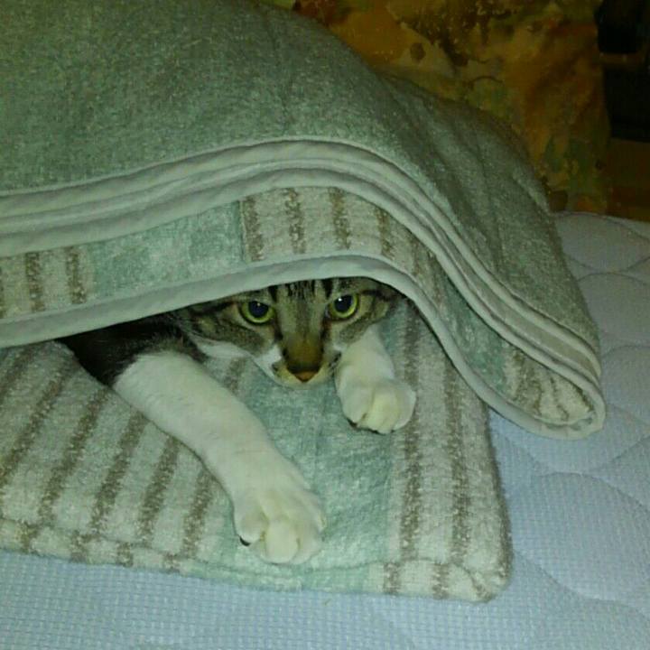 F8de94e5 d60e 4088 9bf2 cc5c72e93a45